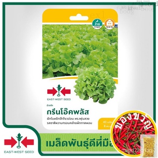 เมล็ดอวบอ้วน100%East-West Seed เมล็ดพันธุ์ผักสลัด (Lettuce seeds)  กรีนโอ๊คพลัส เมล็ดพันธุ์ผัก เมล็ดพันธุ์ ผักสวนครัว เม