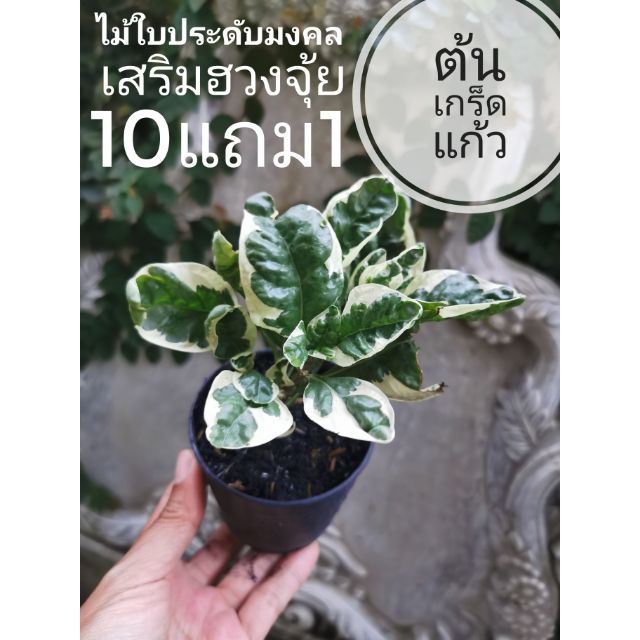 ต้นเกร็ดแก้ว​ ไม้มงคลเสริมฮวงจุ้ย​  ไม้ประดับ​ สมุนไพร​  ต้นไม้ ฟอกอากาศ สวน  จัดสวน แต่งบ้าน สวนตรัว
