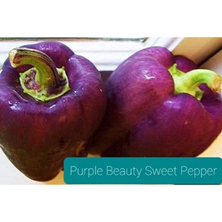 เมล็ดพันธุ์พริกระฆังสีม่วง  Purple Beauty Sweet Bell Pepper  เมล็ดพันธุ์แท้ ราคาถูก นำเข้าจากต่างประเทศ