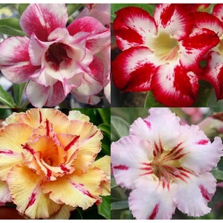 12 เมล็ด เมล็ดพันธุ์ ชวนชม สายพันธุ์ฮอลแลนด์ คละสี Adenium Seeds