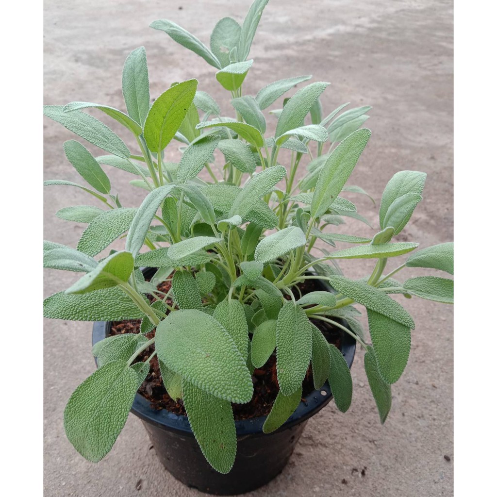 ต้นพันธ์ุเสจ (Sage)ขนาดกระถาง 8 นิ้ว