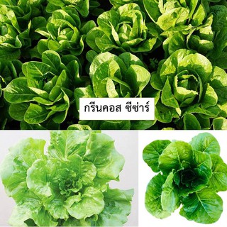 🌱เมล็ดผักสลัดกรีนคอส ซีซ่าร์ 100 เมล็ด (ซื้อ10แถม1 คละได้)🌱