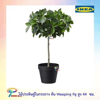 IKEA  ต้นไม้ปลอม ไม้ประดิษฐ์ ไม้ประดิษฐ์ในกระถาง ต้น Weeping fig สูง 44  ซม.