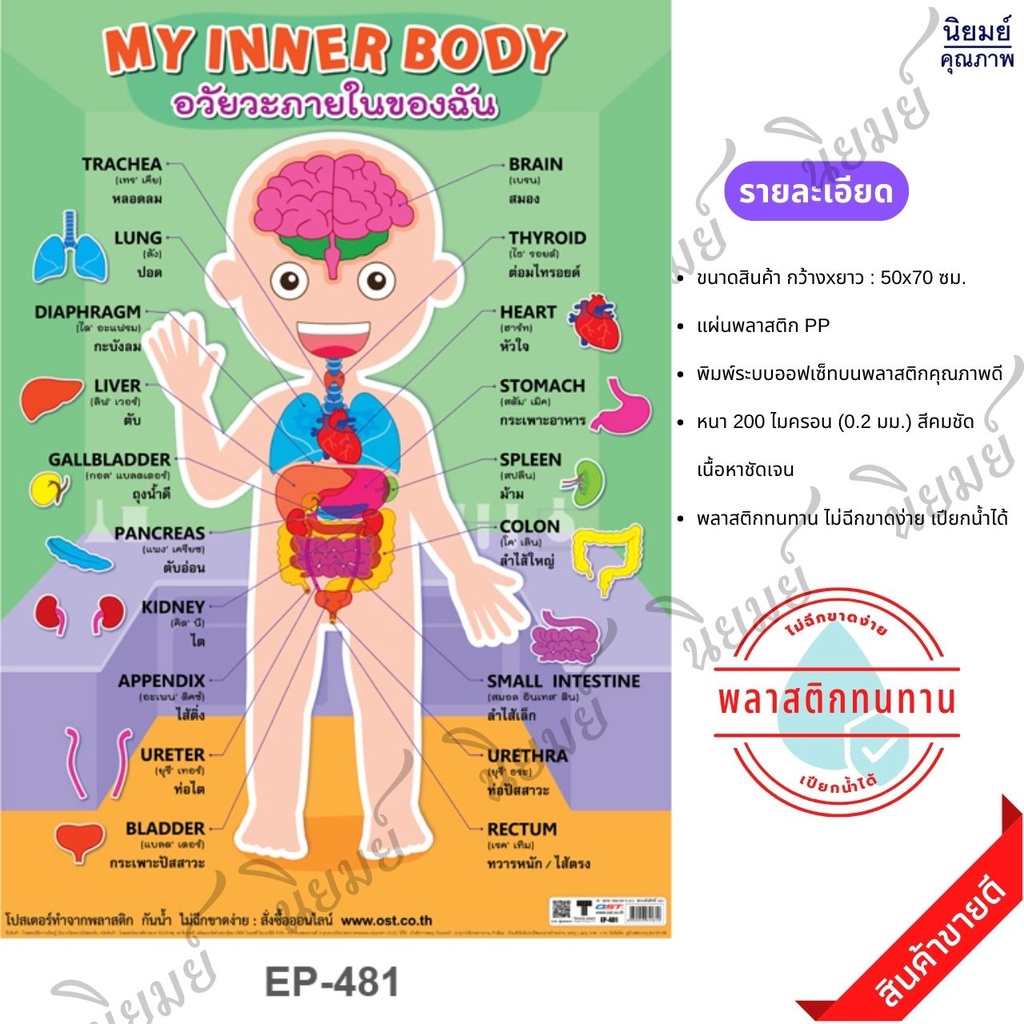 โปสเตอร์ อวัยวะภายในของฉัน #EP-481 โปสเตอร์พลาสติก PP สื่อการเรียนการสอน สื่อการเรียนรู้