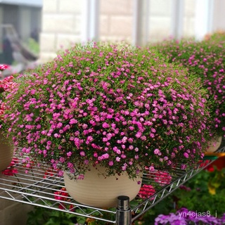 （อัตราการปลูกสูง）500pcs/Bag Mixed Color Gypsophila Flower Seeds ดอกไม้จริง เมล็ดพันธุ์พืช เมล็ดดอกไม้ เมล็ดพันธุ์ผัก Flo