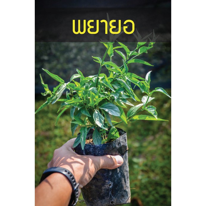 พญายอ เสลดพังพอน ตัวเมีย (ต้นพญายอ) รากเดินพร้อมปลูก