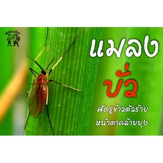 ไทอะมีทอกแซม Thiamethoxam (1 กิโลกรัม) สารกำจัดแมลง กำจัดแมลงหวี่ขาว เพลี้ยแป้ง เพลี้ยอ่อน เพลี้ยไฟ