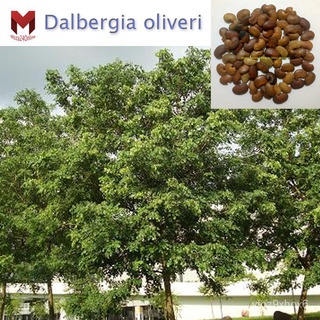 คุณภาพสูง เมล็ด/ชิงชัน Dalbergia oliveri (20เมล็ด)/เมล็ด เมล็ดพันธุ์ ต้น AQOX