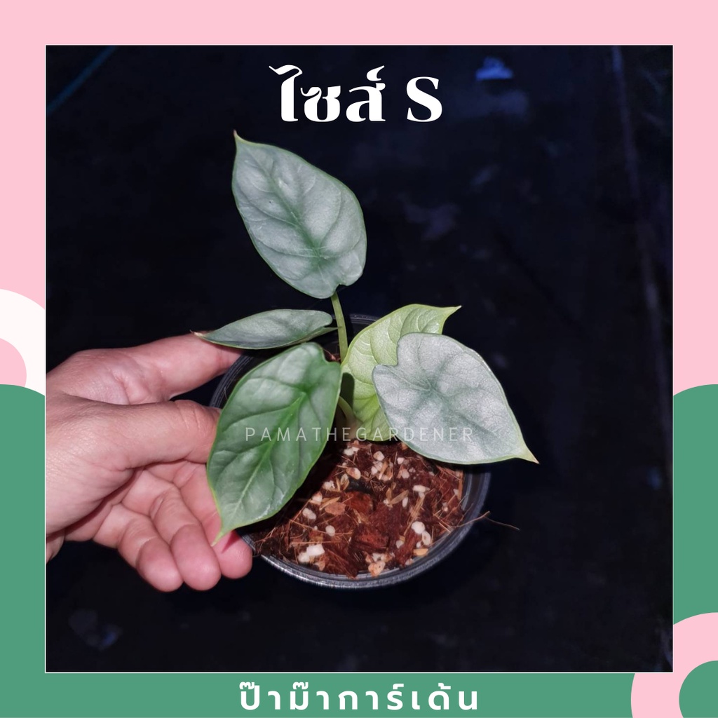 มุมมอง 4