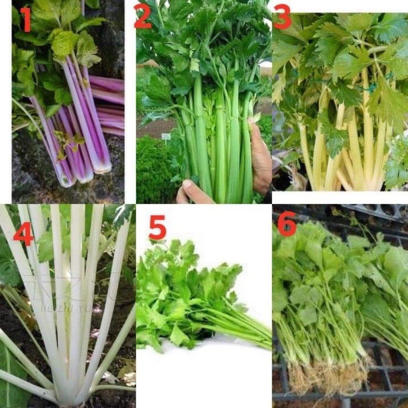 เมล็ด คื่นช่าย และ เซอลารี่ ฝรั่ง Celery Seed / สีชมพู / สีขาว / กวางโจว / เซเลอรี่ คื่นฉ่ายฝรั่ง โกลเด้นปาสคาล Golden