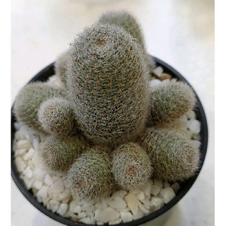 Cake Cactus Farm กระบองเพชร Rebutia carnival รีบูเทียดอกสีส้ม