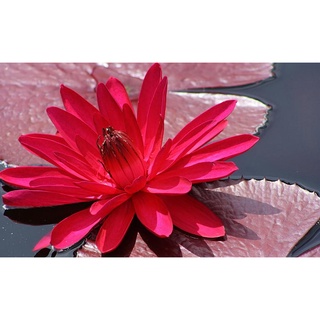 100 เมล็ด เมล็ดบัว สีแดง นำเข้า บัวนอก สายพันธุ์เมล็ดบัว Waterlily Nymphaea Seeds