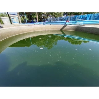 หัวเชื้อน้ำเขียว(คลอเรลล่า​ 100%)ขนาด​ 600​ ml.