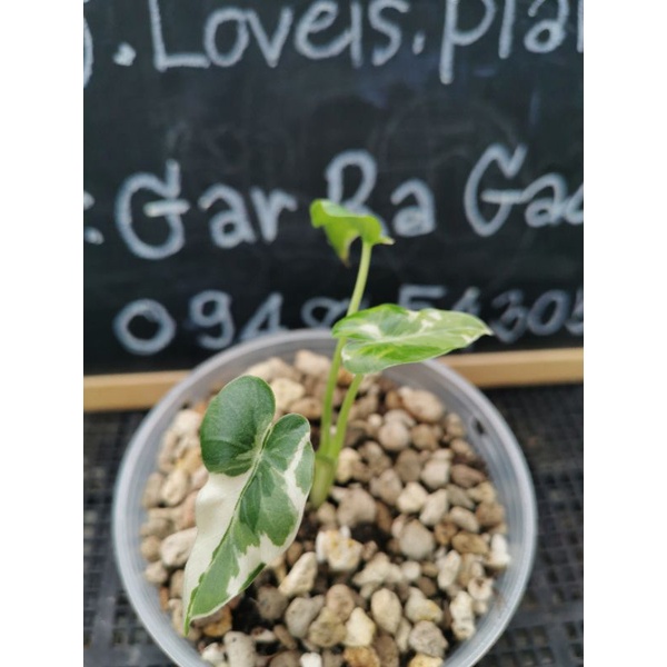 Alocasia​ okinawa silver