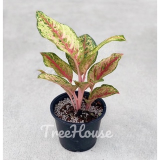 10 กะรัต อโกลนีมา 10 กะรัต (Aglaonema sp. sibkarat) กระถาง 6 นิ้ว