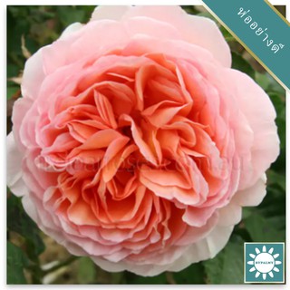 30 เมล็ด เมล็ดพันธุ์ กุหลาบ พันธุ์ Abraham Darby Rose Seeds ดอกใหญ่ นำเข้าจากต่างประเทศ พร้อมคู่มือ เมล็ดสด ใหม่