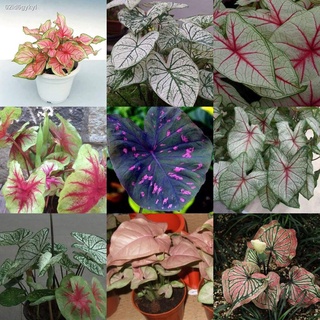 บอนสีหายาก Caladium Seeds เมล็ดดอกไม้ Mixed Colors Rare Flower Seeds Plants ต้นไม้ บอนสี caladium Bonsai Seed พันธุ์ดอกไ