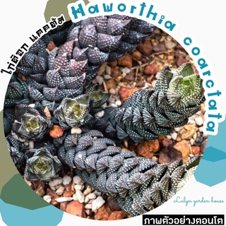 🐔🌵 Haworthia coarctata ไก่ต๊อก แคคตัส 🌵🤎 ไม้อวบน้ำ กุหลาบหิน ไม้แตกกอ ปักชำหน่อได้จ้า