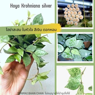 hoya krohniana silver โฮย่าสะสม ใบเงิน