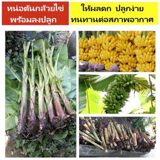 (สั่งขั้นต่ำ 2ต้น) หน่อกล้วยไข่แท้เกษตร ต้นกล้วยพร้อมปลูก ปรึกษาได้นะคะ พร้อมส่ง