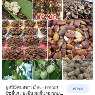 ต้นกระบก ขยาด 20-30เซนติเมตร (ชุด 20ต้น 280 บาท)