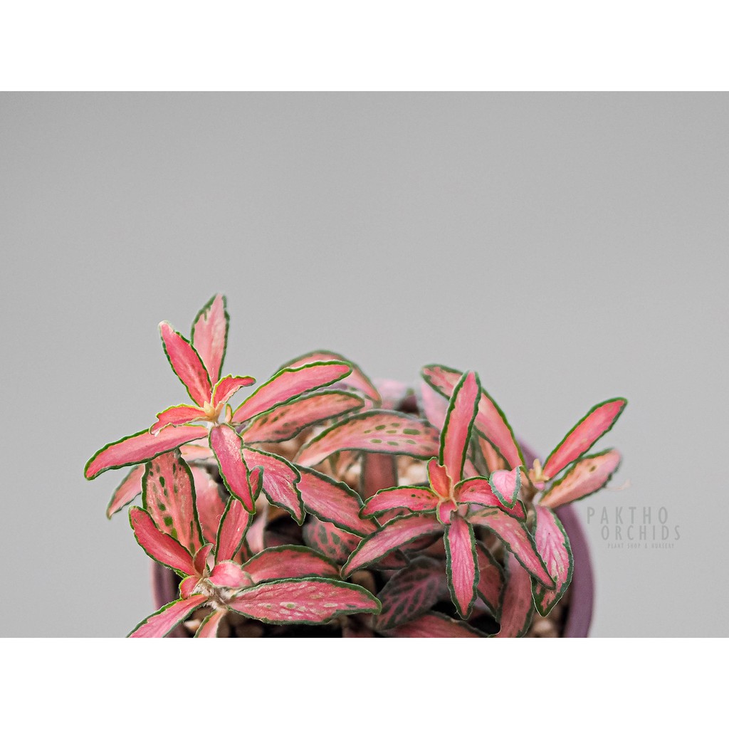 พรมออสเตรเลีย (Nerve plant)