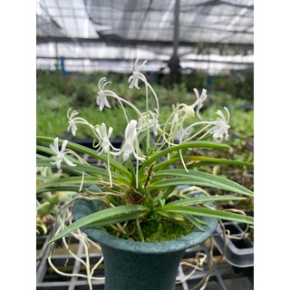 เอื้องเข็มญี่ปุ่น Vanda falcata ดอกขาว