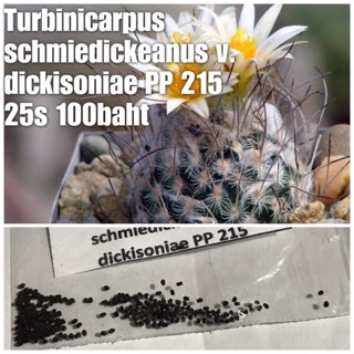 C96 Turbinicarpus schmiedickeanus v. dickisoniae PP 215	25 seeds 100 baht