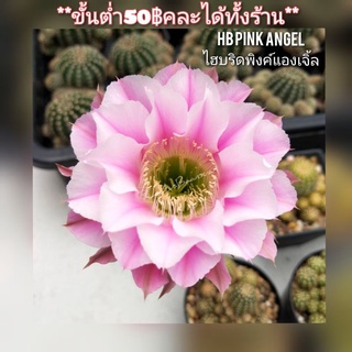 Echinopsis Hybrid Pink Angel/อิชินอพไฮบริดพิงค์แองเจิ้ล กระบองเพชร แคคตัส ราคาถูก