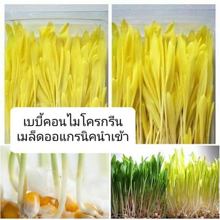 ต้นอ่อนข้าวโพดออแกนิค 50 เมล็ด 30บาท