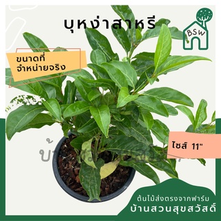 บุหงาส่าหรี กระถาง 11 นิ้ว ต้นบุหงาส่าหรี เป็นไม้แดด fiddle wood มีดอกสวย