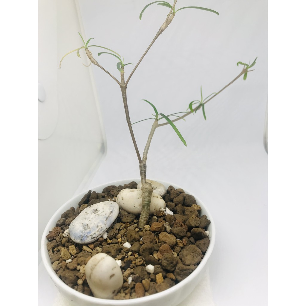 ต้นไม้ Euphorbia hedyotoides มีโขดที่รากมีการเก็บสะสมอาหารไว้ที่ราก(ส่งพร้อมกระถางเซรามิก)