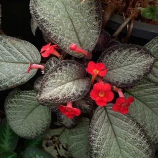 Episcia(ดอกสีแดง)กระถาง4นิ้ว