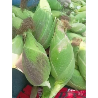 💥พร้อมส่ง💥 เมล็ดข้าวโพดแคระ เมล็ดพันธุ์ข้าวโพดข้าวเหนียวแคระ