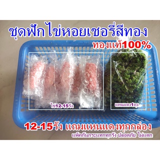 ชุดเพาะไข่ พร้อมฟักไข่หอยเชอรี่สีทองแท้100% แถมฟรีแหนแดง (12-15รัง)