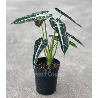 แก้วก้านเขียว กระถาง 4 นิ้ว / Alocasia sanderiana Bull. pot 4