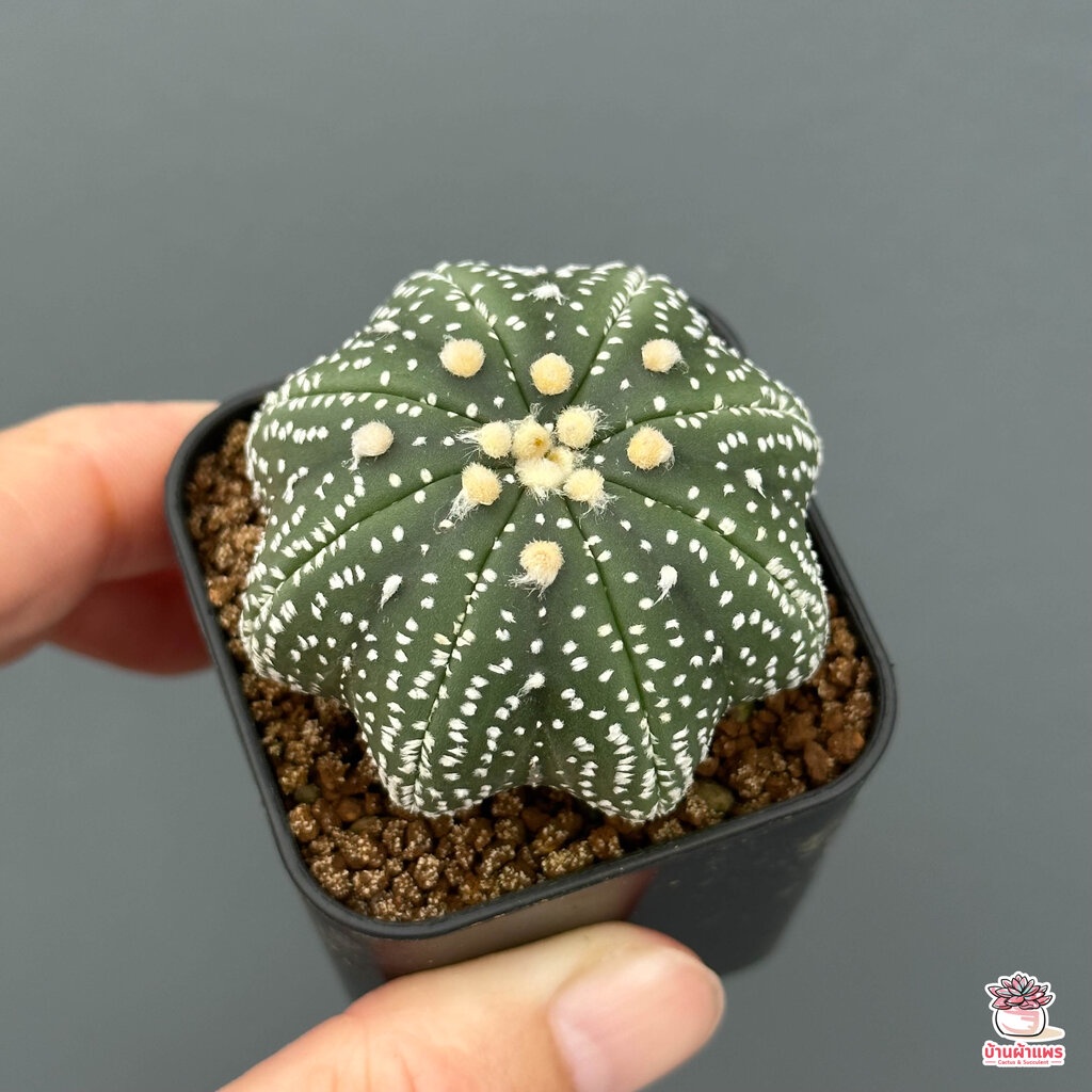 แอสโตรไฟตัม ทรงปลาดาว Astrophytum แคคตัส กระบองเพชร รูปที่ 8