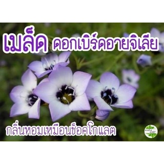 เมล็ดพันธุ์ ดอกเบิร์ดอายจิเลีย กลิ่นหอม 20 เมล็ด Birds Eyes (Gilia Tricolor)