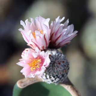 🌵 เทอบิเปค Turbinicarpus pseudopectinatus 🌵