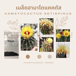 เมล็ดกระบองเพชร เมล็ดแคคตัส เมล็ด  Hamatocactus 150 เมล็ด