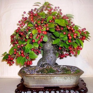 10 เมล็ด เมล็ดเชอร์รี (Cherry) Cherry Bonsai tree Seeds