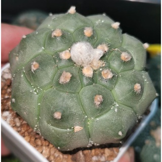 แอ​สโตร​ไ​ฟตั้​ม​ กิ๊กโ​กะ ​เต่า #แคสตัส castus​ astrophytum แอสโตร แอสโตร​ไ​ฟตั้​ม แอสโตรไฟตัม กระบองเพชร แอสโตรวี