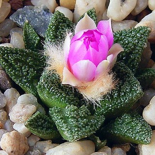 เมล็ดพันธุ์ อาริโอ ฮินโตนิอาย Ariocarpus fissuratus v hintonii 5 เมล็ด แคคตัส cactus กระบองเพชร