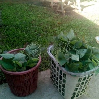 ใบมันหวานญี่ปุ่น​ ผักอินทรีย์ ปลอดสารพิษ(ผัดไฟแดงอร่อยมาก) Sweet Potato Leaves