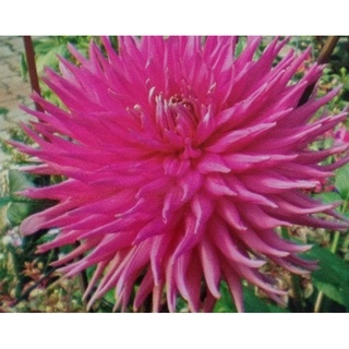 1 หัว/ออเดอร์ รักเร่ Dahlia สายพันธุ์ Persian Carpet หัวรักเร่