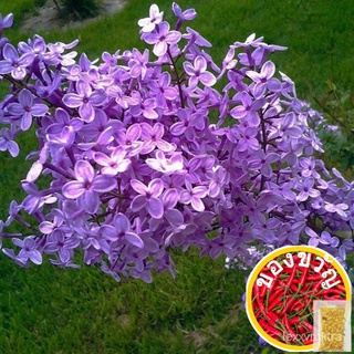 Ready Stock Biji Benih Bunga Lilac Flower seeds Lilac 花种子 ม่วง苹果/生菜/种子/seeds/内裤/花园/园艺/向日葵/裙子/手链/ XX6B