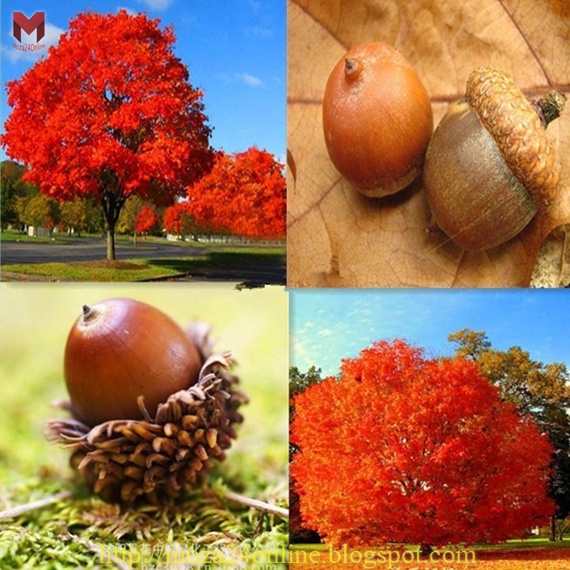 โอ๊ค(แดง) oak tree (2เมล็ด)