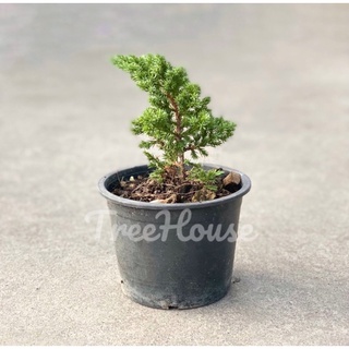 สนเลื้อยแคระ กระถาง 6 นิ้ว / Juniperus procumbens (Endl.) Miq.pot 6