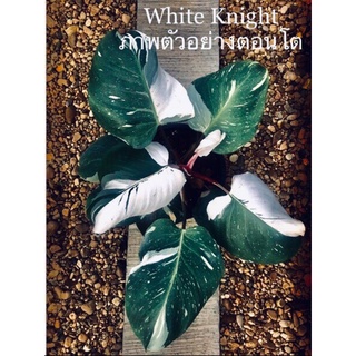 Philodendron white knight ไวท์ ไนท์ กระถาง 3 นิ้ว🪴