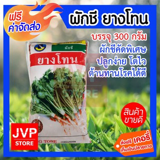 ***ส่งฟรี*** เมล็ดผักชียางโทน ถุงใหญ่ 300 กรัม ผักชีคัดพิเศษคุณภาพดี